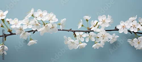 Plum tree in bloom Branches...