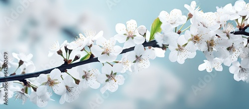 Plum tree in bloom Branches...