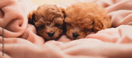 Sleeping Toy Poodle puppies...