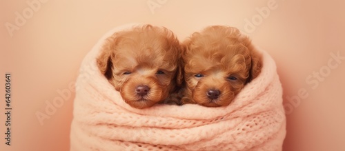 Sleeping Toy Poodle puppies...