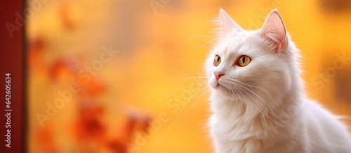 White cat with golden eyes facing the left looking back towards the camera with a blurred brown background
