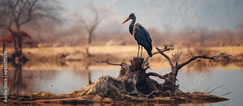 Winter migration of black stork Ciconia bird in Ranthambore National Park India photo