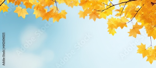 yellow maple leaves in the sky