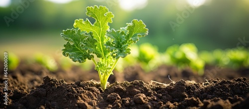 Young kale plant in fertile...