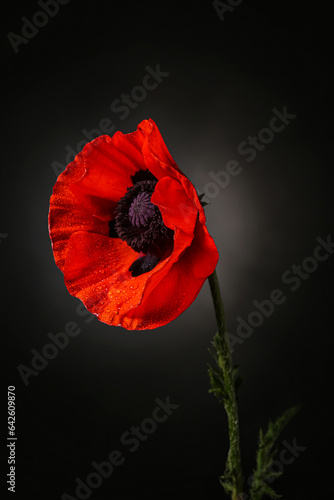 Beautiful poppy flower on black background