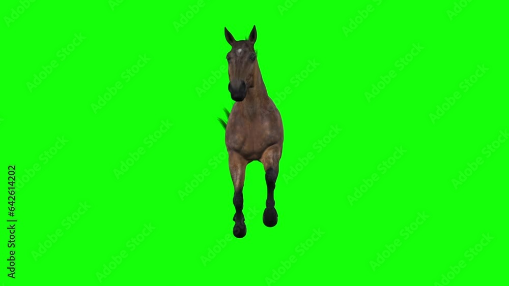 Horse - Gallop Running - Bay Brown - Front View - Realistic 3D animation isolated on green screen Horse - Gallop Running - Bay Brown - Front View - Realistic 3D animation isolated on green screen