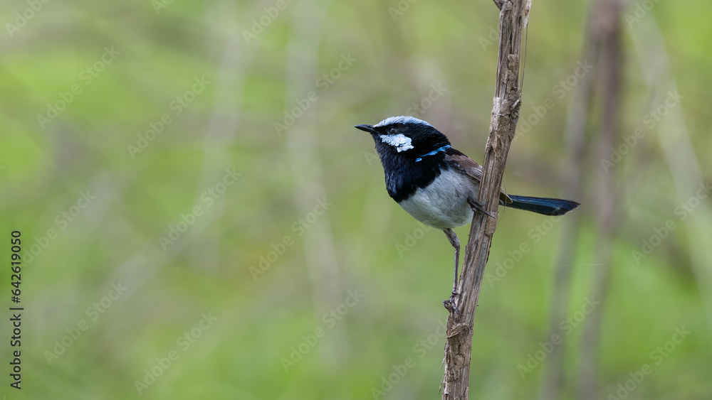 Adult male superb fairy wren, Malurus cyaneus on a branch. Close up of bird with background blur, Australia.