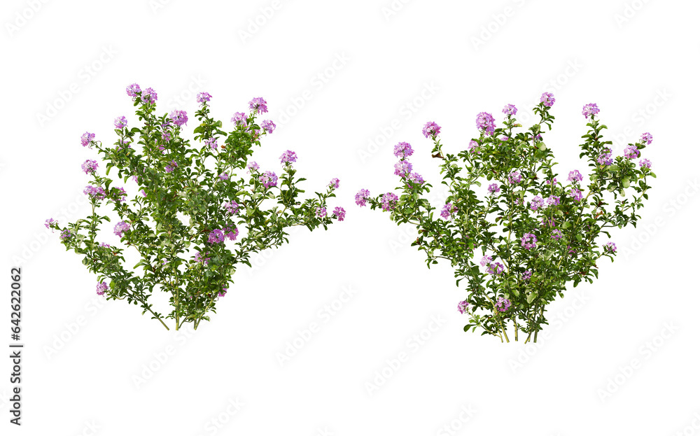 Fototapeta premium Shrubs and flowers for landscaping on transparent background