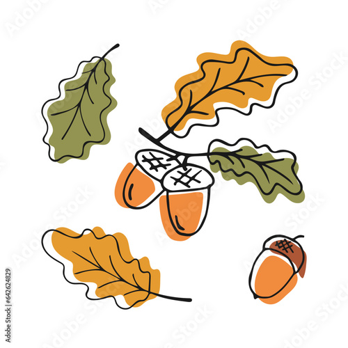 Set of hand drawn oak leaves with acorns. Autumn doodle linear illustration. Natural seasonal elements. Tree branch isolated on white