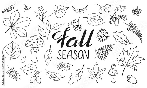 Collection of autumn plants. Fall collection of hand drawn forest leaves  acorn  mushroom. Doodle outline botanical illustration. Seasonal elements in line style