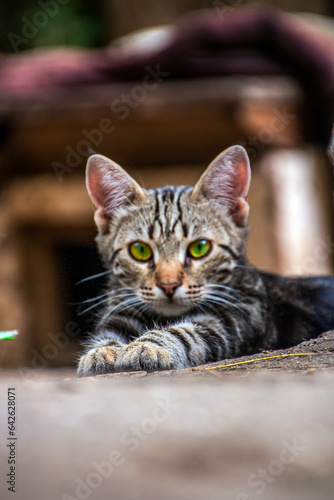 Beautiful yard kitten folded his front paws in front of him close-up