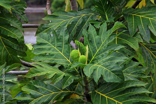 Small breadfruit and male flower on a breadfruit tree in Antigua and Barbuda, Caribbean, Lesser Antilles, West Indies. photo