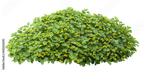 Cut out bush. Green foliage hedge isolated on transparent background. Plants for garden design or landscaping photo
