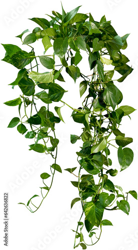 Cutout ivy with lush green foliage. Climbing plant in summer isolated on transparent background. High quality mask for professional composition