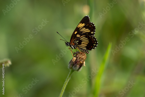 butterfly on a flower © josanel