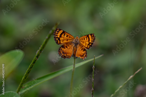 butterfly on a flower © josanel