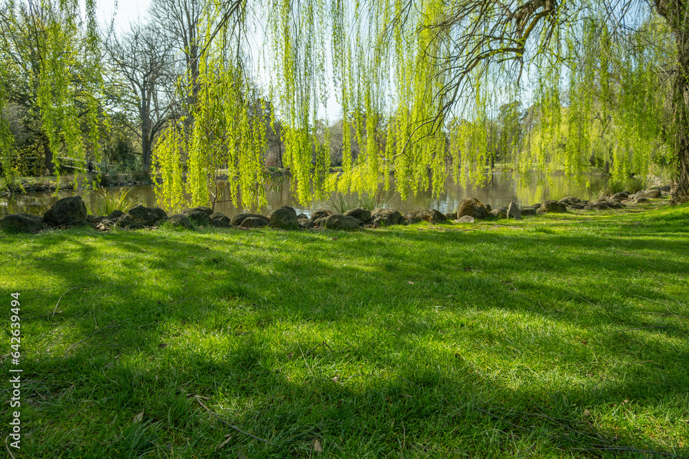 Background texture of vacant grass lawn under beautiful green willow tree branches, shadows by the lake in natural sunlight. Copy space for your text or product. Waterfront camping lot or Campground.