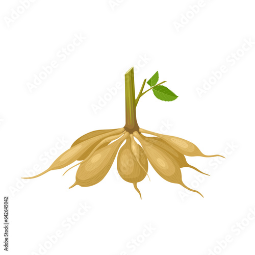 vector illustration, dahlia tubers, isolated white background.