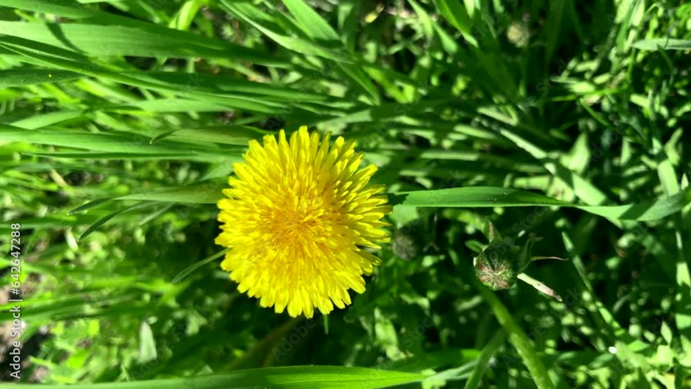 A honey bee flies over a dandelion. vertical video, screen A honey bee flies over a dandelion. vertical video, screen