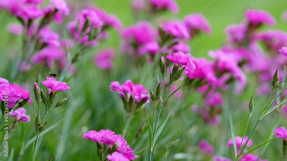 Bright Cerise Pink Spray Carnation Flowers Growing in a Garden Bright Cerise Pink Spray Carnation Flowers Growing in a Garden