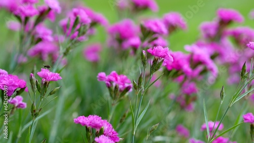 Bright Cerise Pink Spray Carnation Flowers Growing in a Garden © Adrian