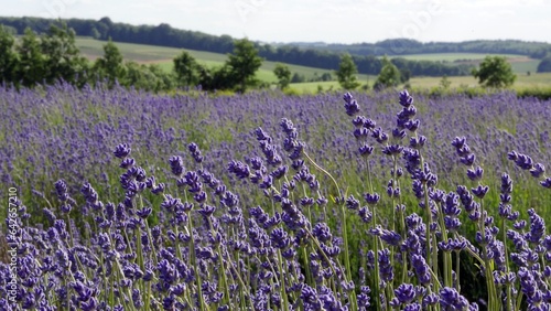 Purple lavender flowers growing on hillside in the Cotswolds area of outstanding natural beauty