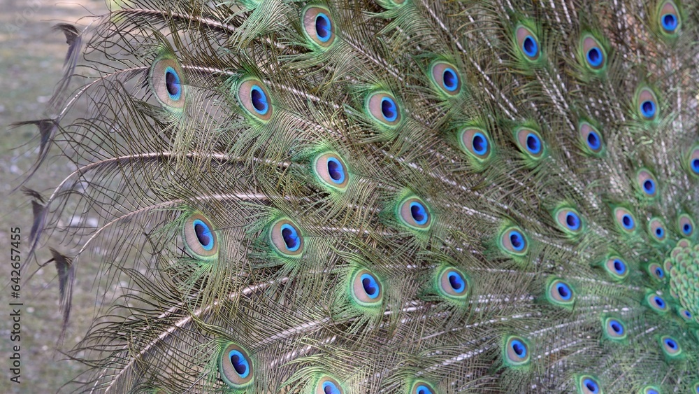 Obraz premium Peacock feathers, beautiful green and blue colors of bird plumage