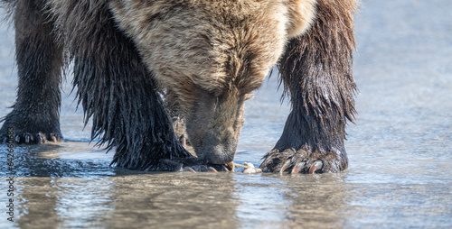 Clamming Brown Bear with Clam Tidbit