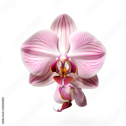 Close up of a pink Orchid flower isolated with a white background. Generative ai. 