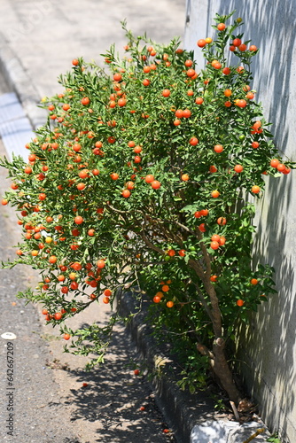 Jerusalem cherry / Winter cherry ( Solanum pseudocapsicum ) berries. Solanaceae evergreen shrub native to South America.Berries contain solanine and are poisonous. photo