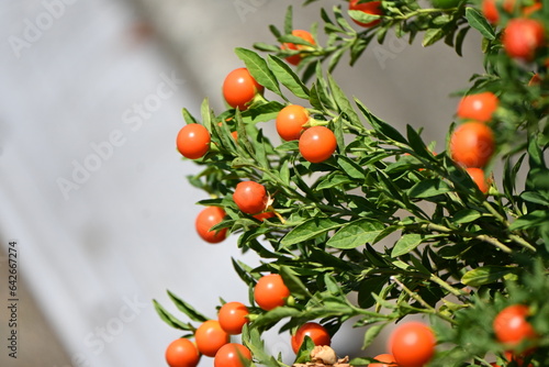 Canvas Print Jerusalem cherry / Winter cherry ( Solanum pseudocapsicum ) berries