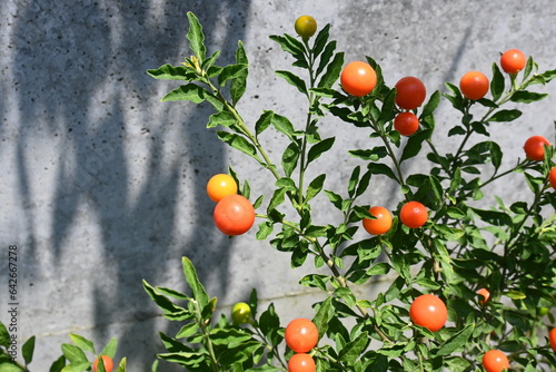 Jerusalem cherry / Winter cherry ( Solanum pseudocapsicum ) berries. Solanaceae evergreen shrub native to South America.Berries contain solanine and are poisonous.