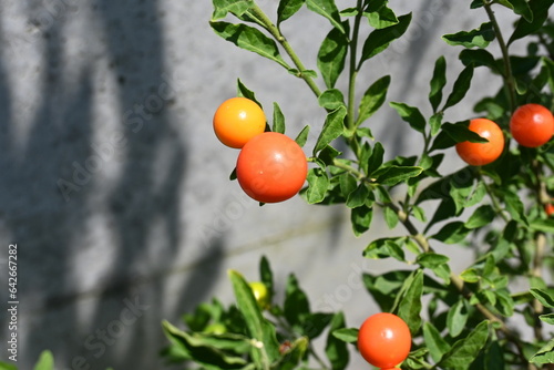 Fotografie, Obraz Jerusalem cherry / Winter cherry ( Solanum pseudocapsicum ) berries