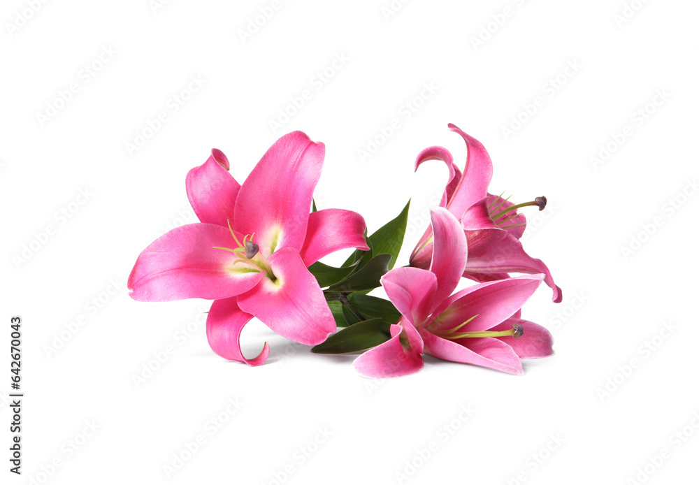 Beautiful pink lily flowers isolated on white Beautiful pink lily flowers isolated on white