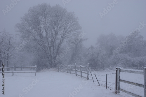 吹雪に霞む清泉寮前の牧草地脇の木立ち