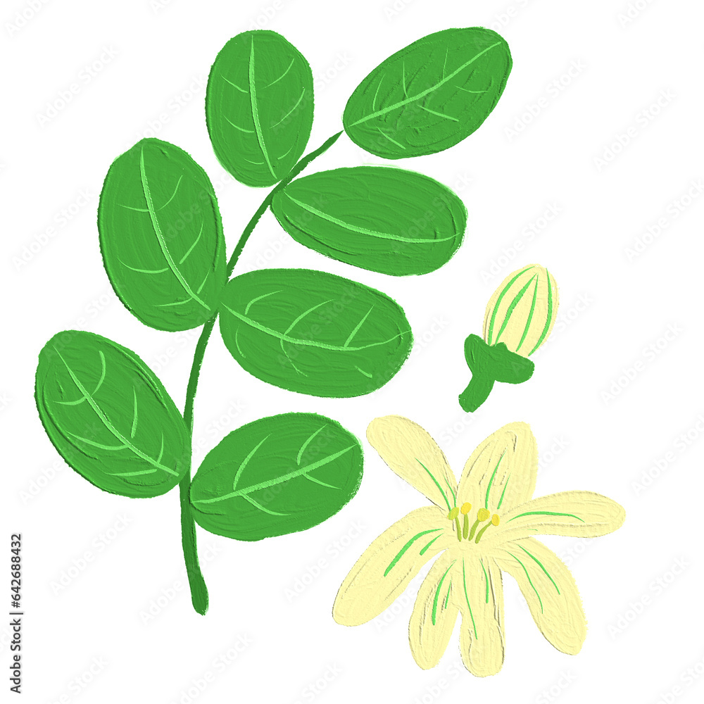 Naklejka premium Moringa flower oil paint illustration