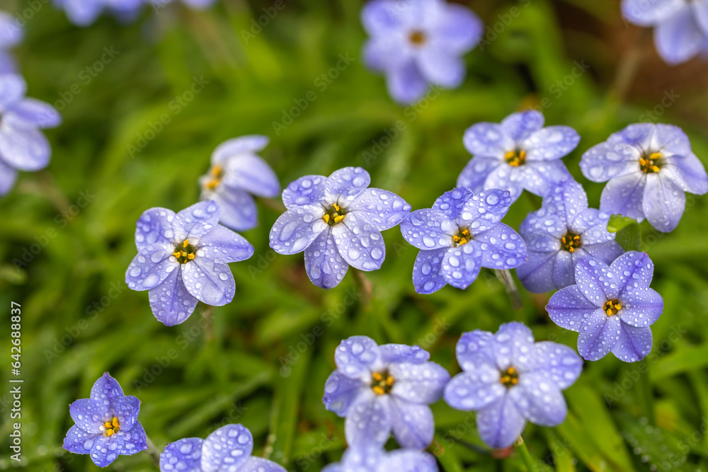 Obraz premium ハナニラの花 春のイメージ