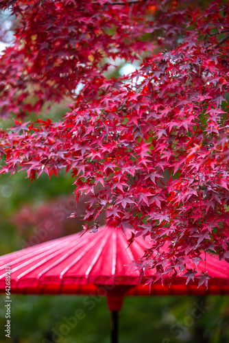 紅葉　秋のイメージ