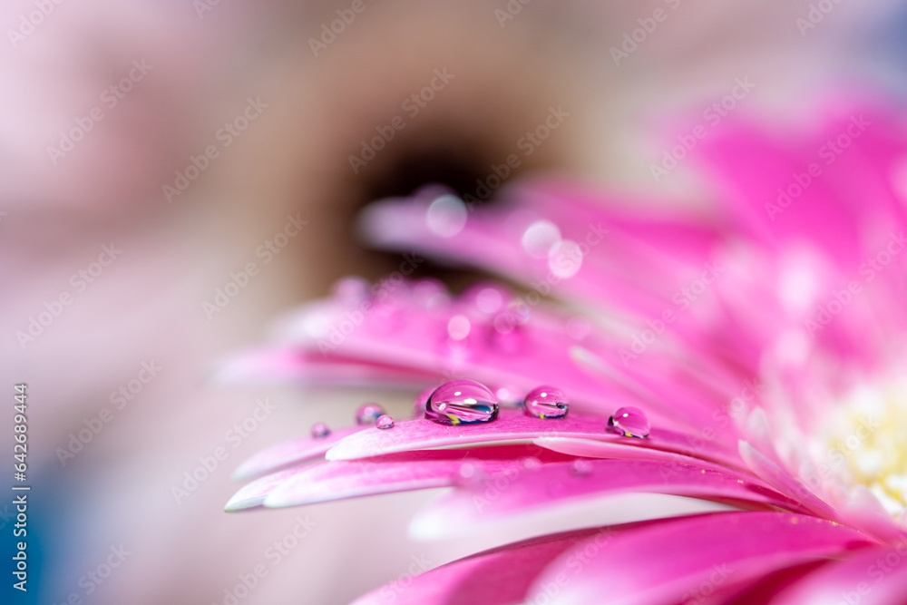 デイジーの花 春のイメージ デイジーの花 春のイメージ
