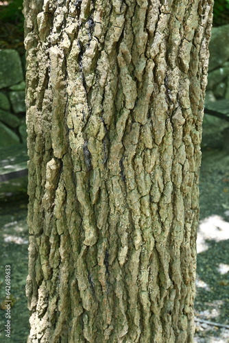 American sweetgum ( Liquidamber styracifula ) tree.
Altingiaceae deciduous tree. It is used as a park tree and a street tree, and its autumn leaves are very beautiful.
 photo