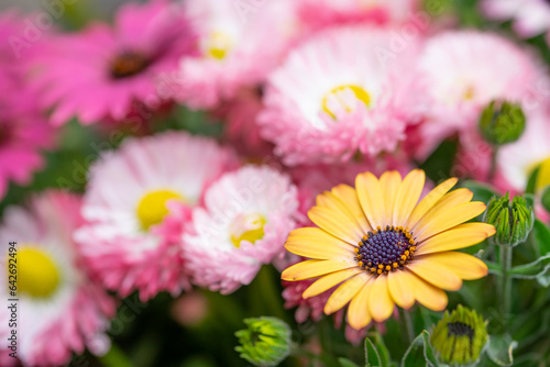 デイジーの花　春のイメージ