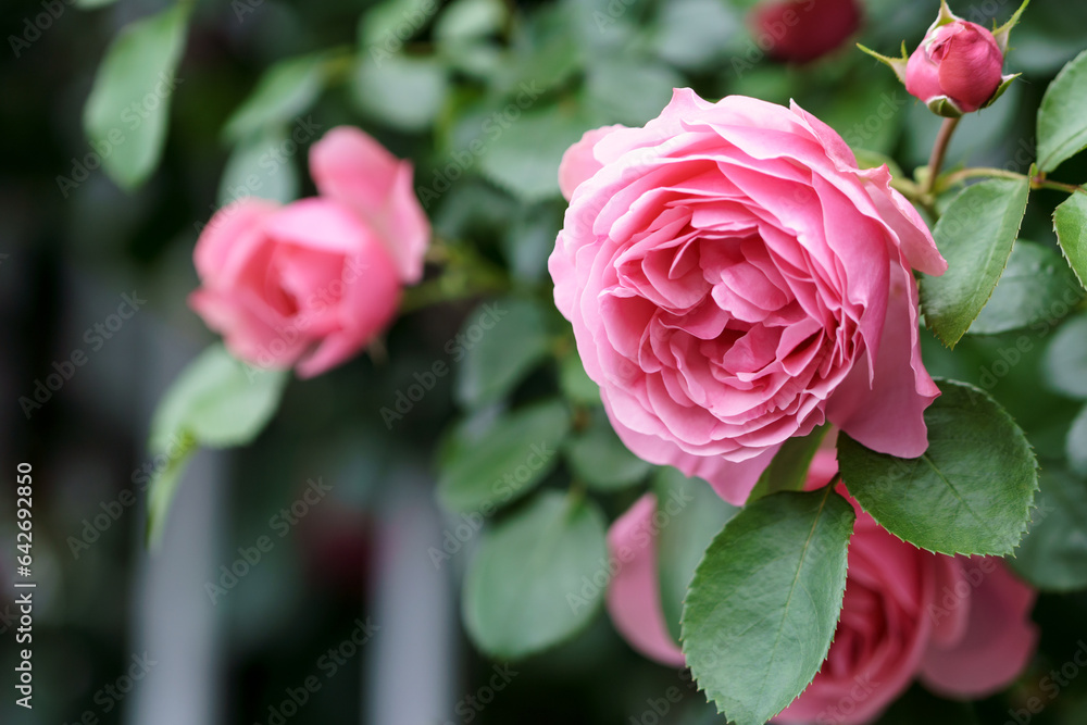 バラの花 初夏のイメージ バラの花 初夏のイメージ