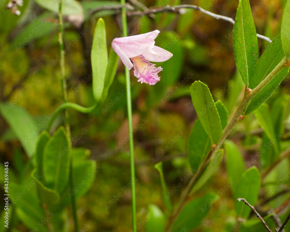 Pogonia ophioglossoides (Rose Pogonia) Native North American Orchid Wildflower
