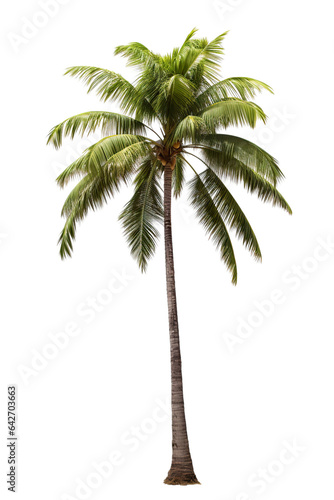 Image of a coconut tree on an isolated white background PNG
