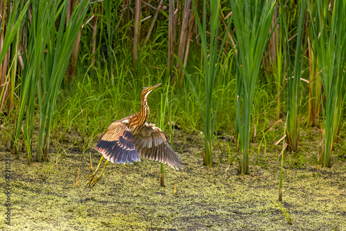 The American bittern (Botaurus lentiginosus). Juvenile bird in the Horicon marsh photo