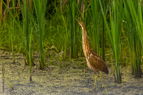 The American bittern (Botaurus lentiginosus). Young bird in the Horicon marsh
