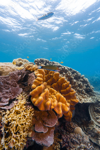 Fototapeta Naklejka Na Ścianę i Meble -  coral reef macro ,texture, abstract marine ecosystem background on a coral reef