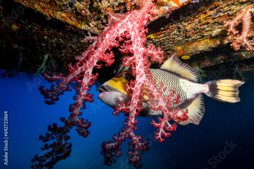 trigger fish getting super close