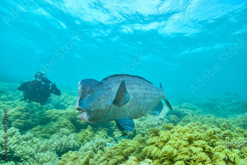 bumphead parrotfish spotted in moore reef in the great barrier reef © Juanmarcos