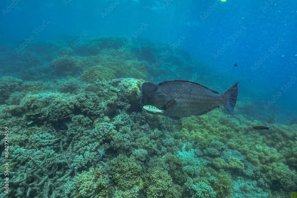 Fototapeta premium bumphead parrotfish spotted in moore reef in the great barrier reef